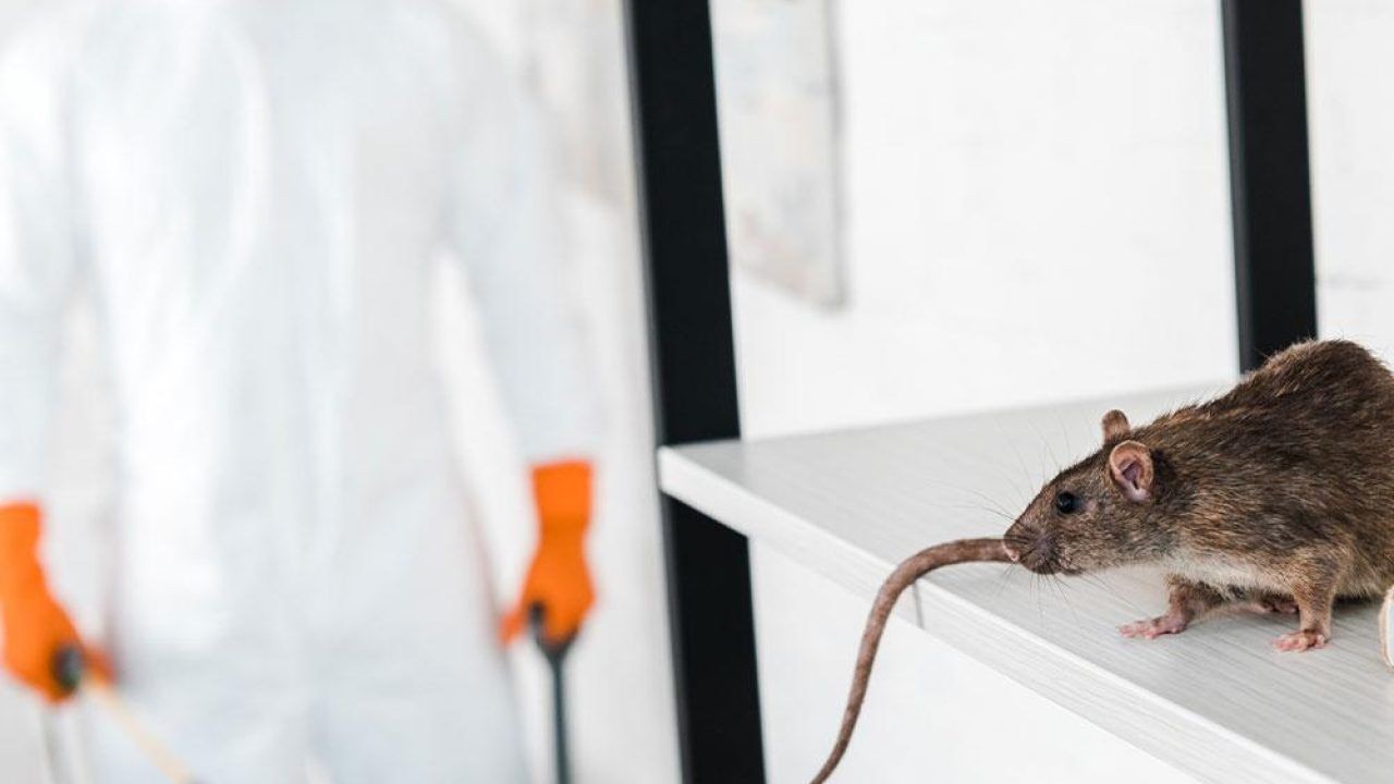 Professional technician providing rodent control services in a residential home to eliminate mice and rats safely