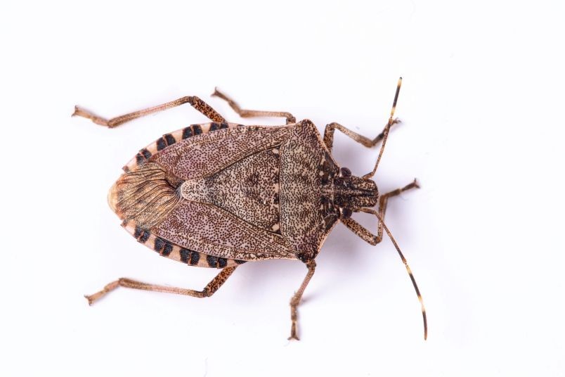 Stink Bug