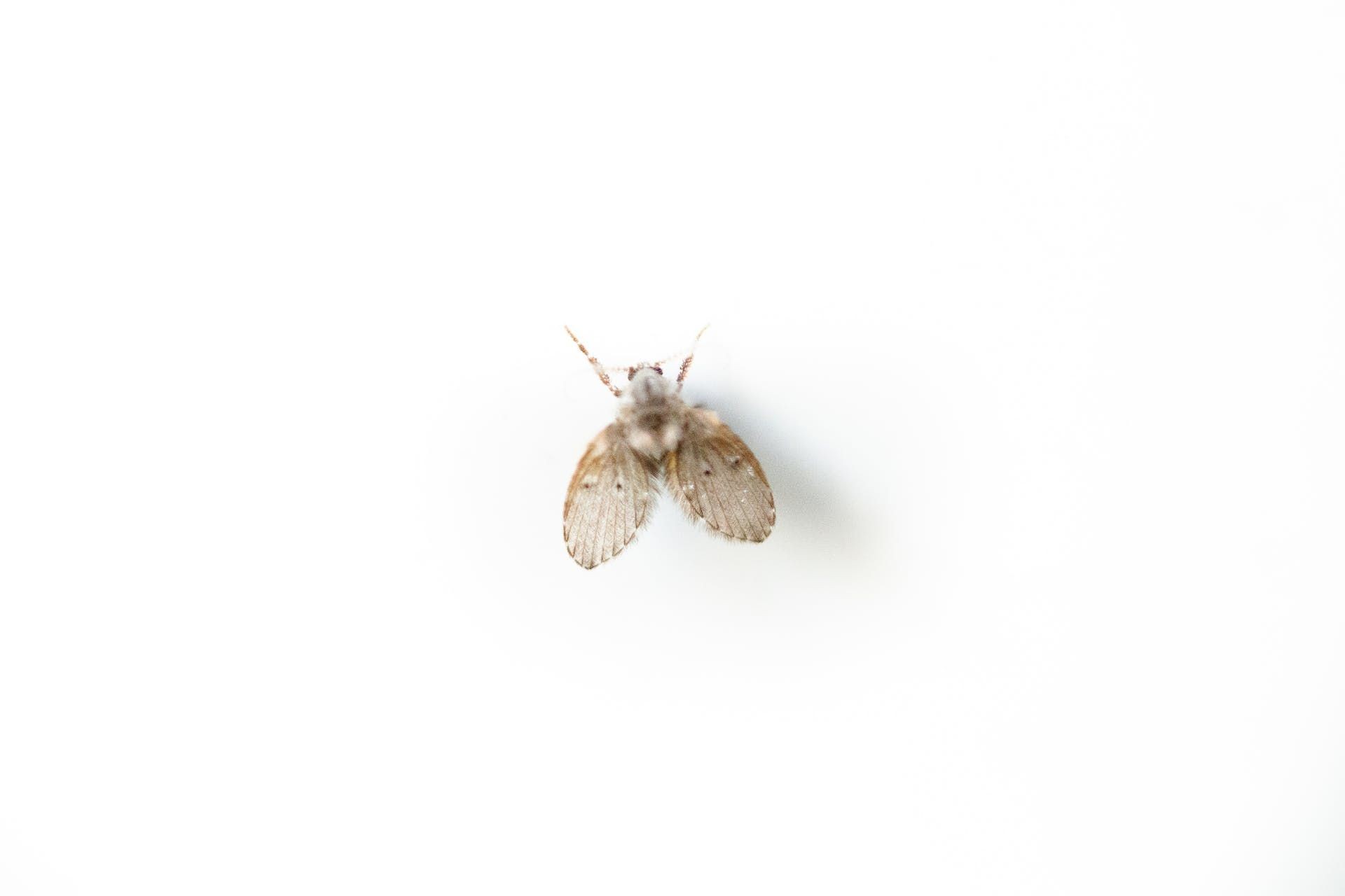 Drain Fly