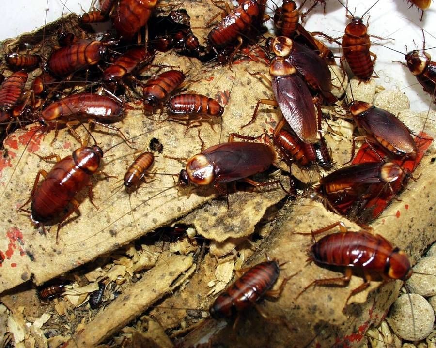 American Cockroach