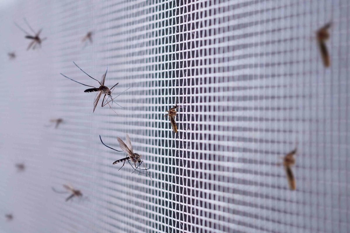 Mosquito Control Toronto