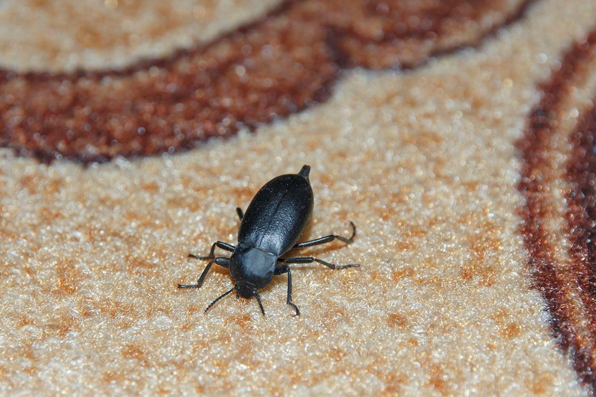 Carpet Beetle