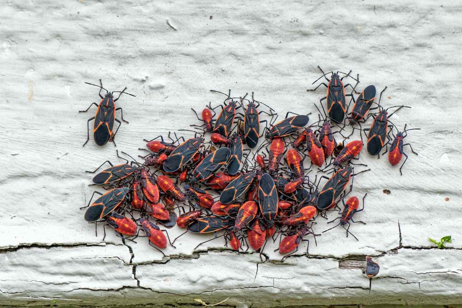 Boxelder Bugs Brampton