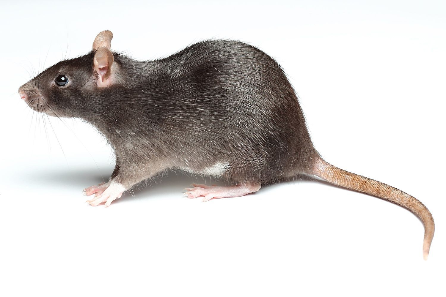 Rat Control