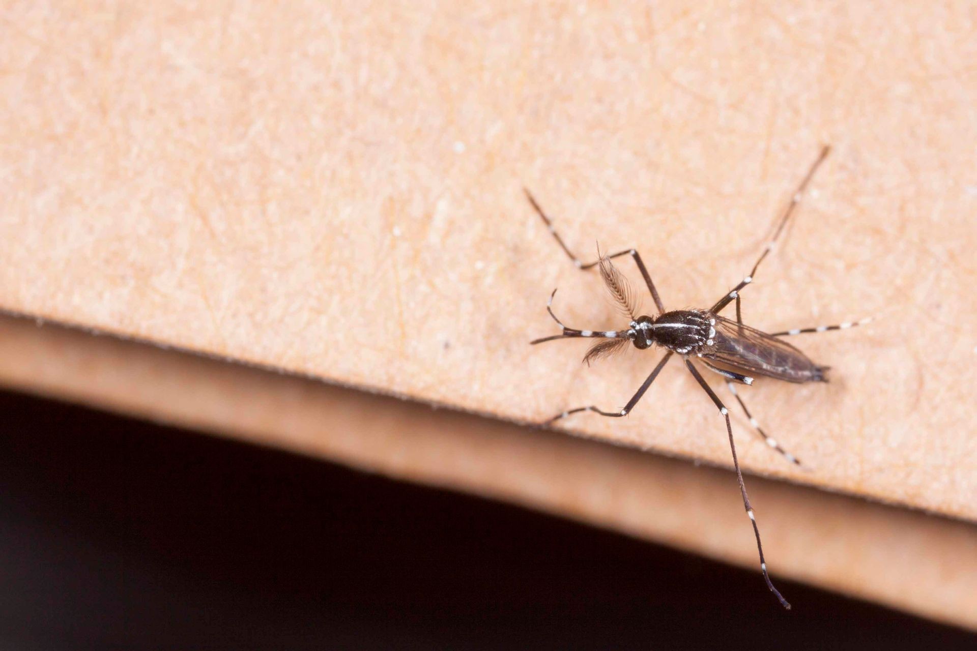 Mosquito Control King City Ontario