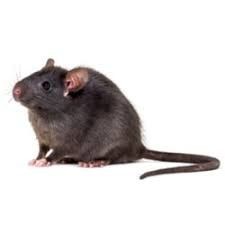 Roof Rat