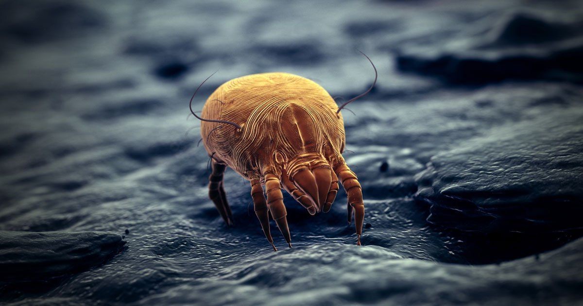 Mites