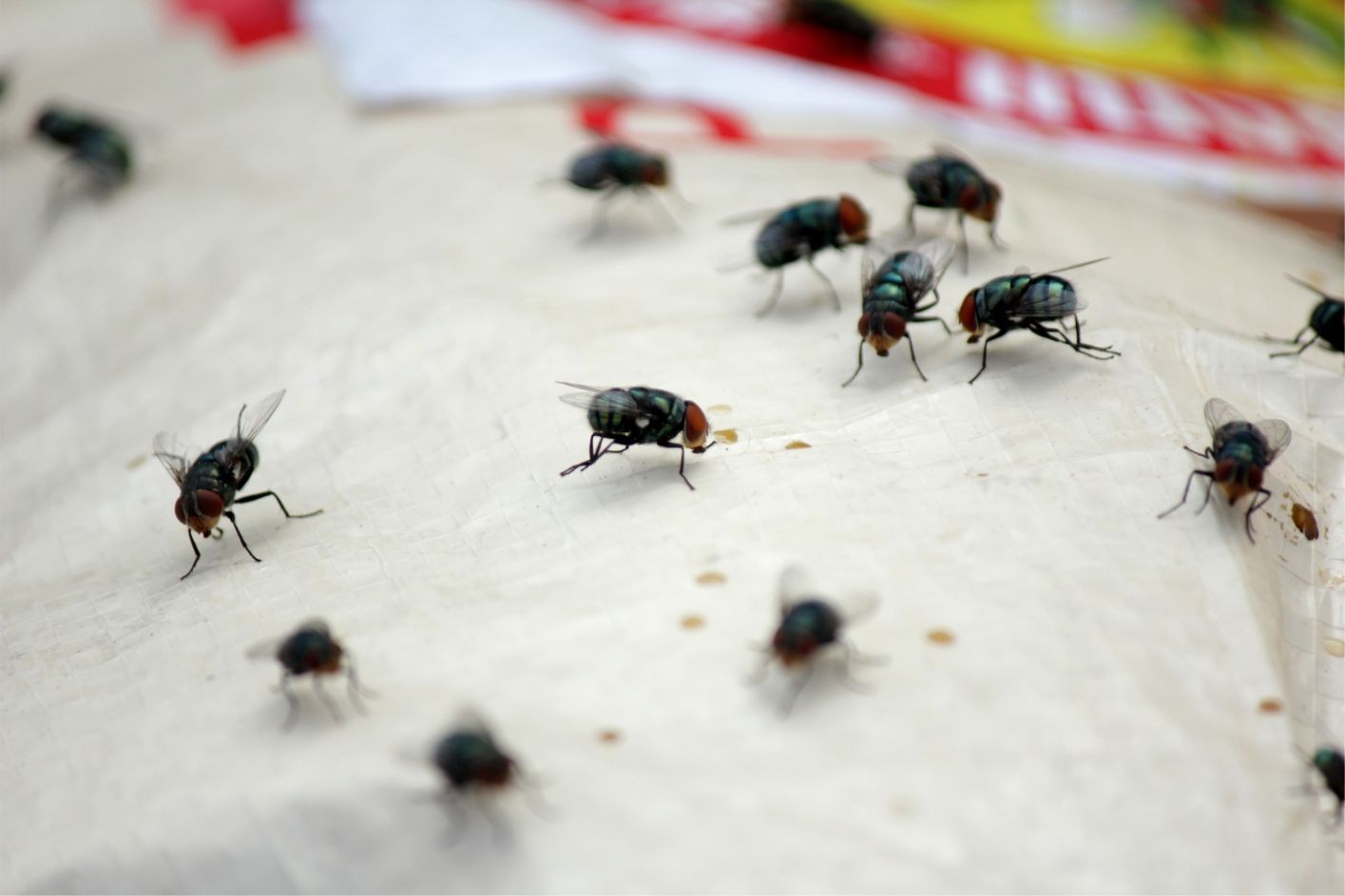 fly removal Bradford, ON