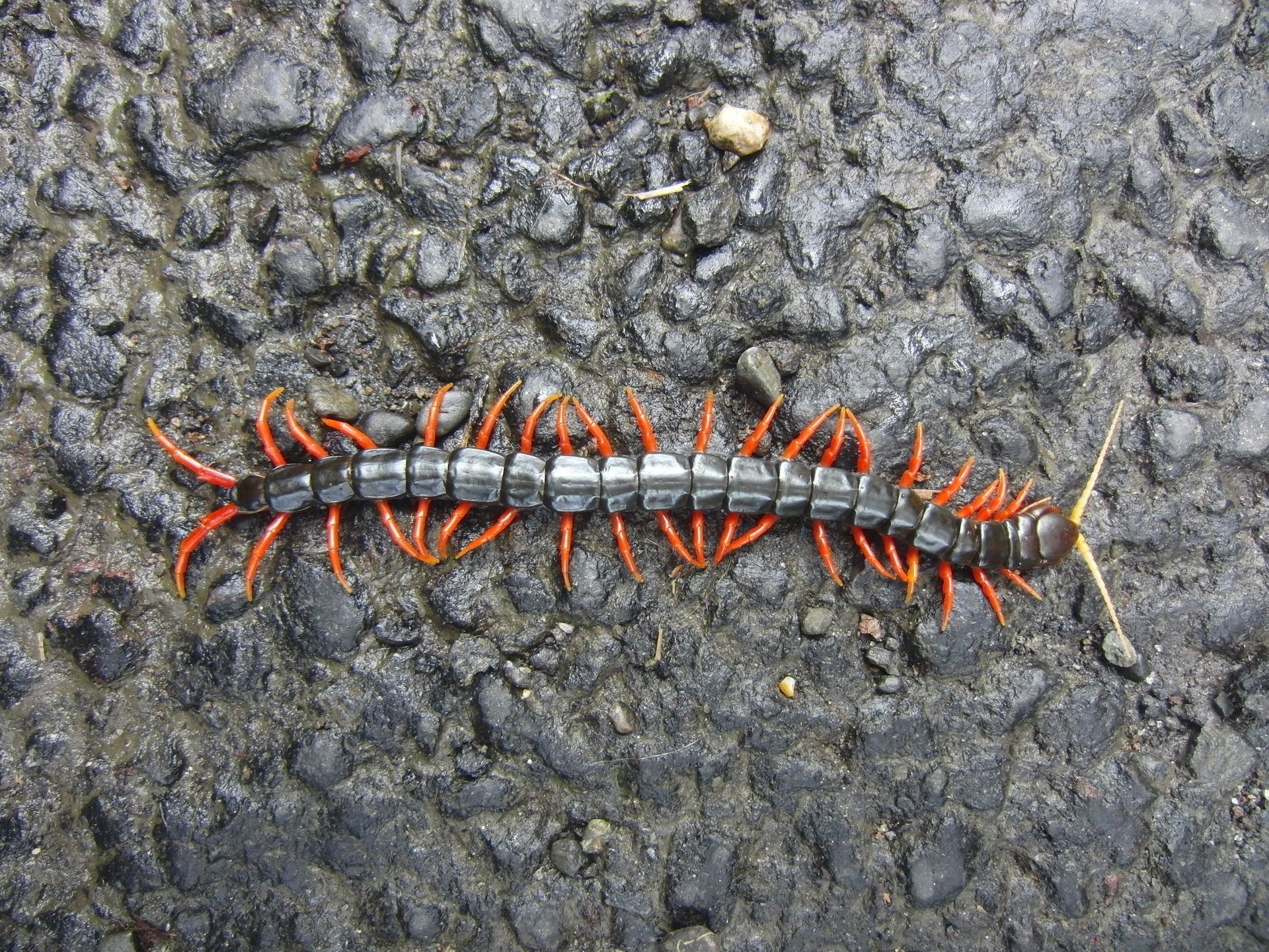 Centipedes