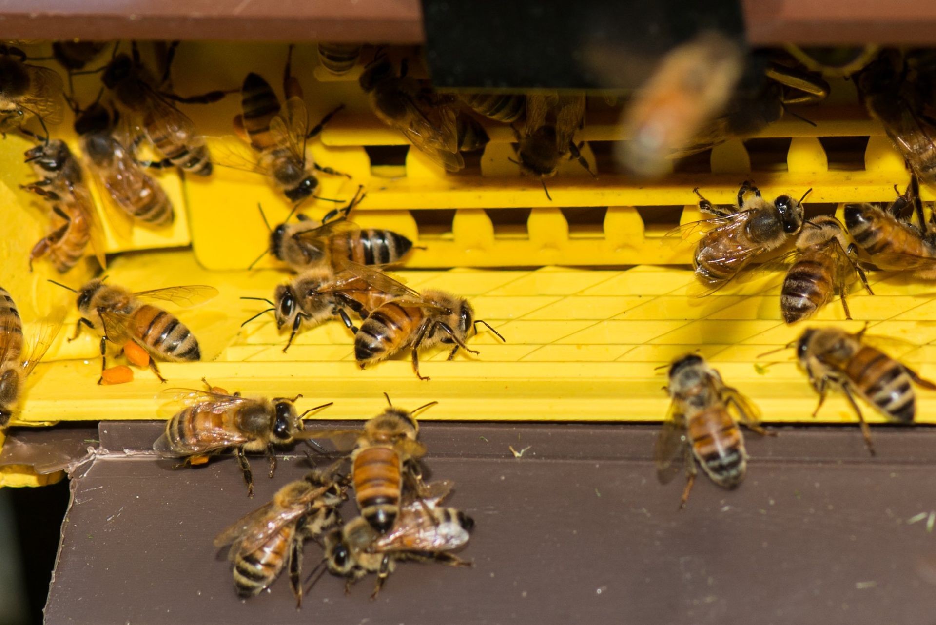 Bumble Bees