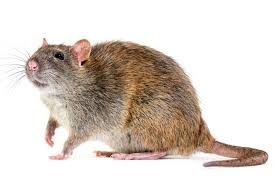 Norway Rat