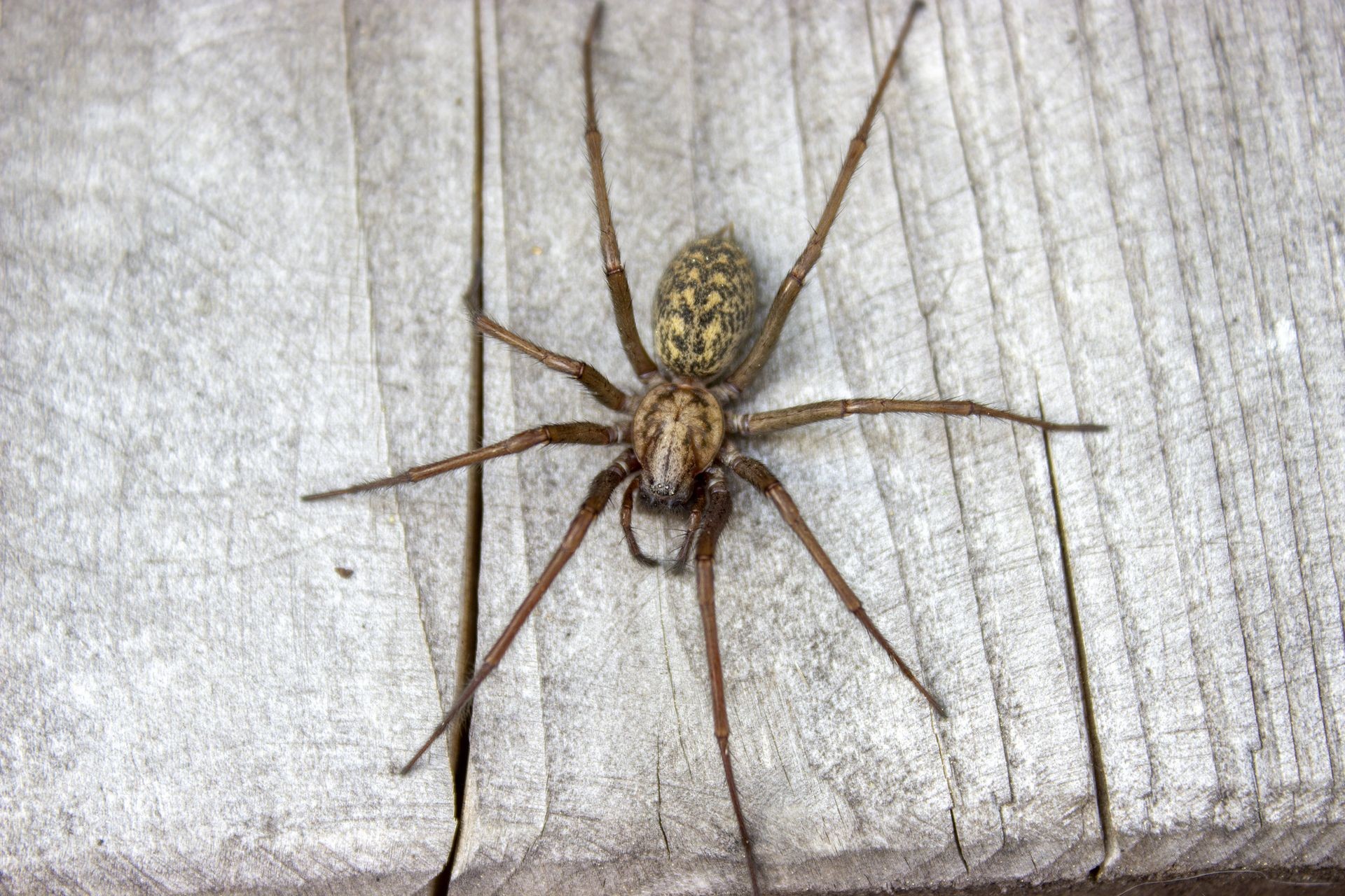 Spider Control King City Ontario