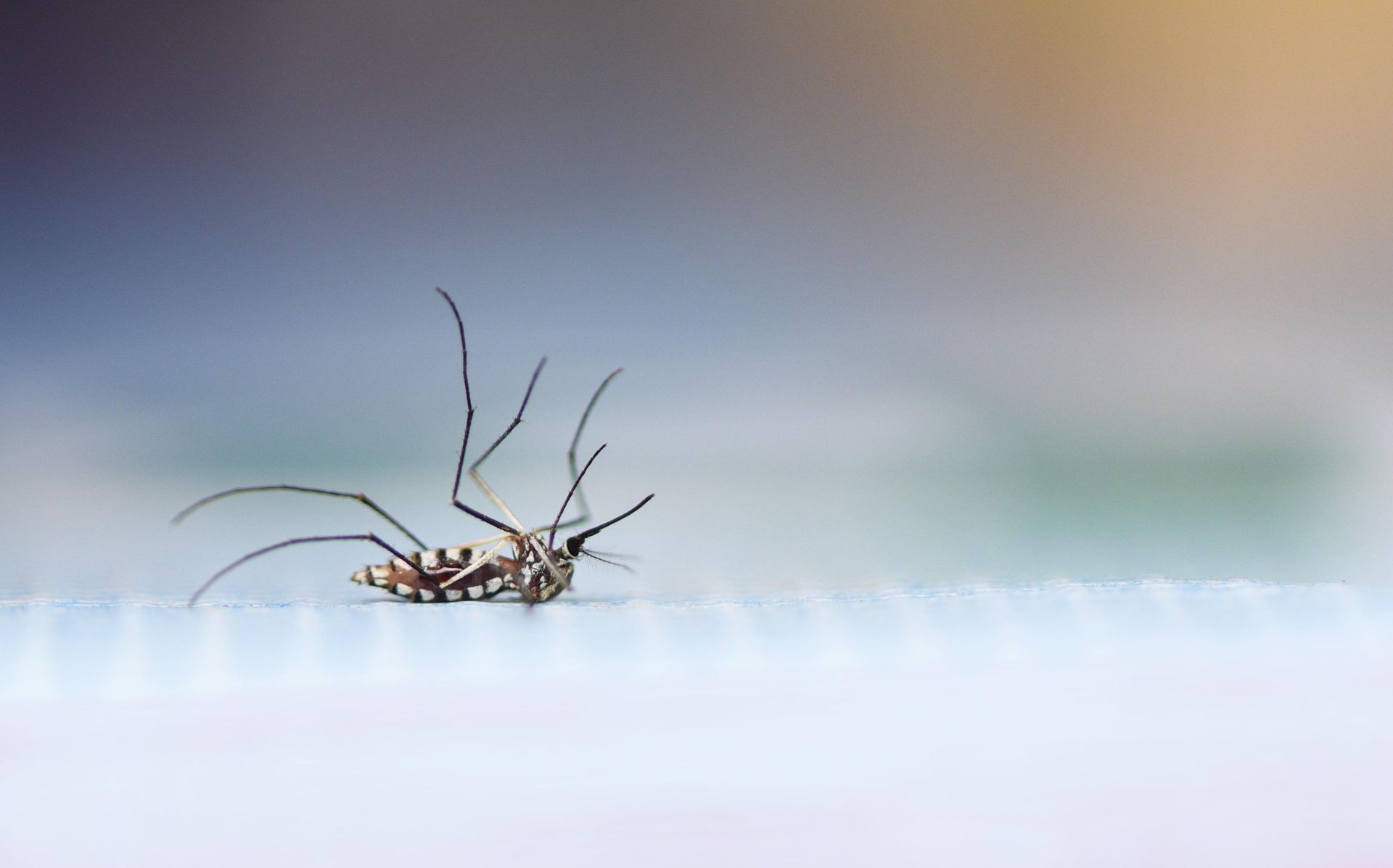 Free mosquito control barrie,ON