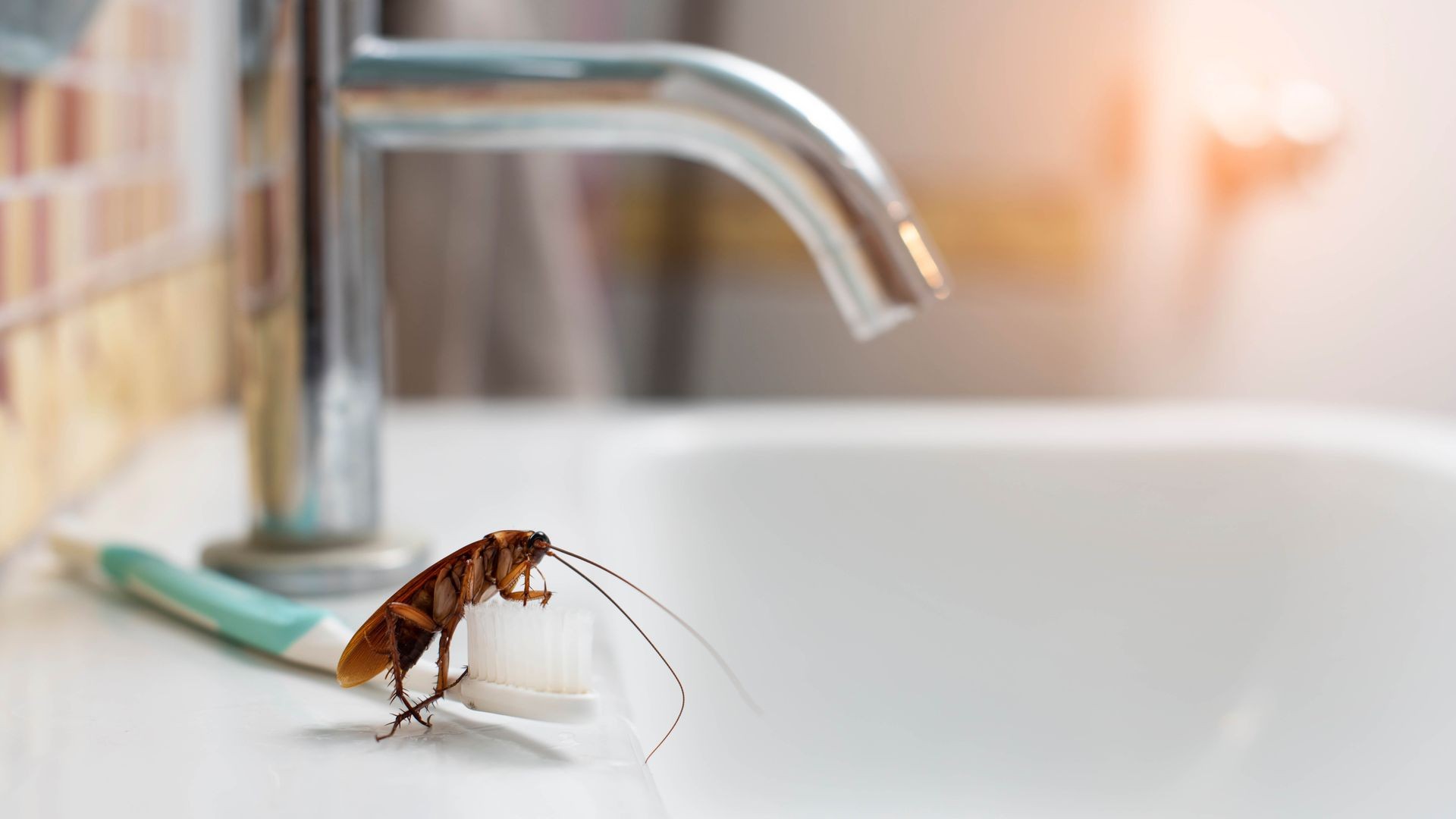 Cockroach Extermination Vaughan