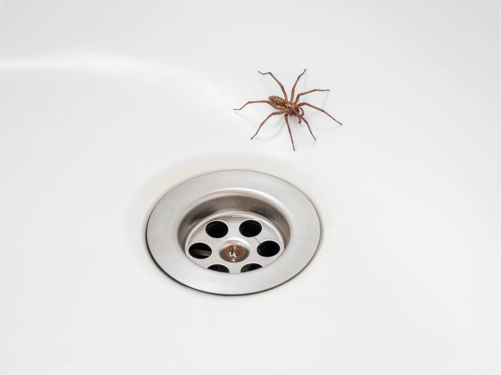 Best spider control barrie, ON