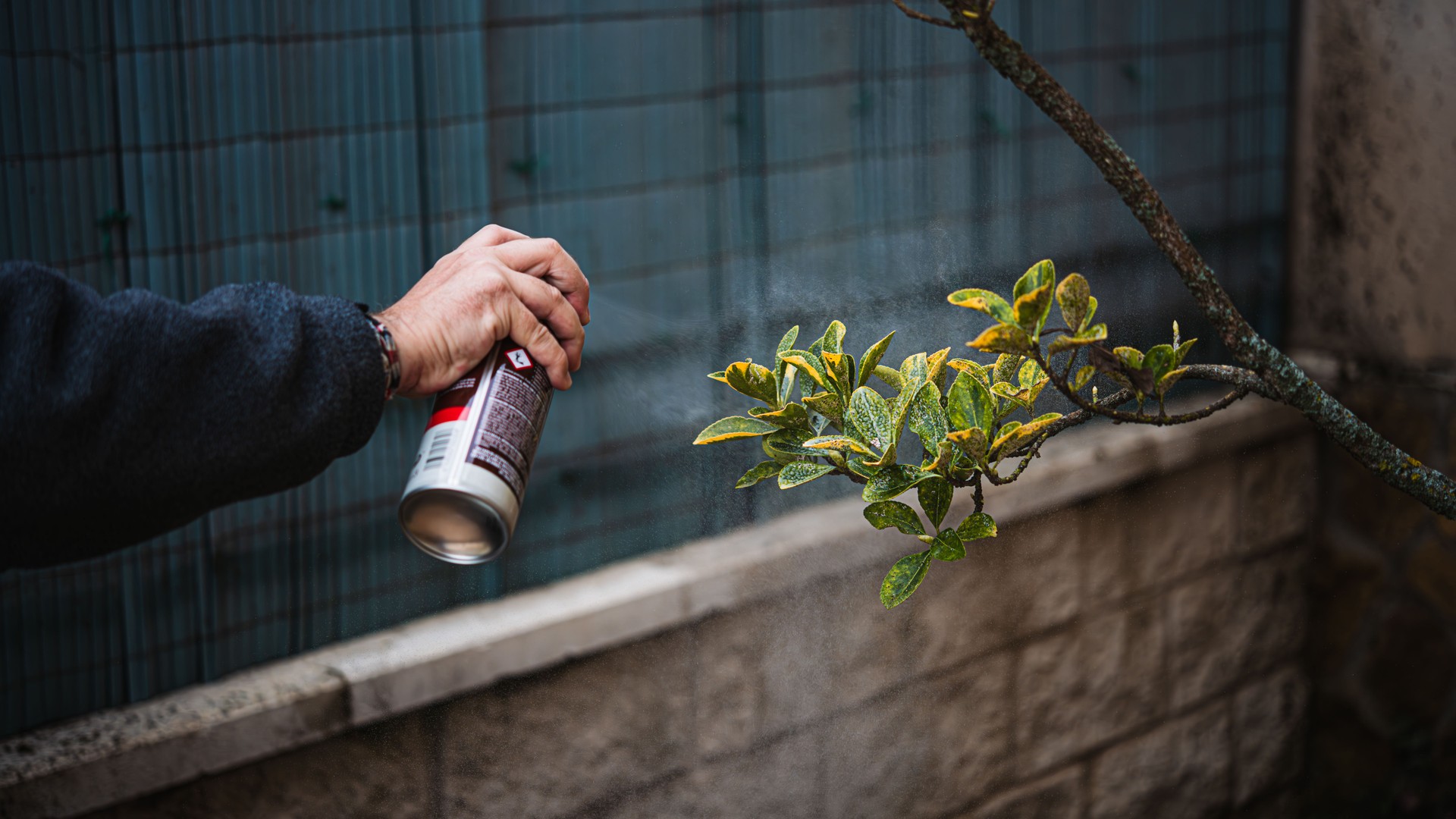 Person spraying pest control spray on a tree