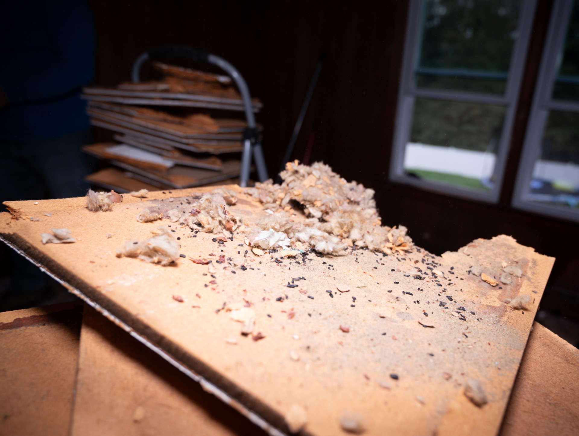 Broken Roof Debris with Rodent Droppings  Renovation Cleanup