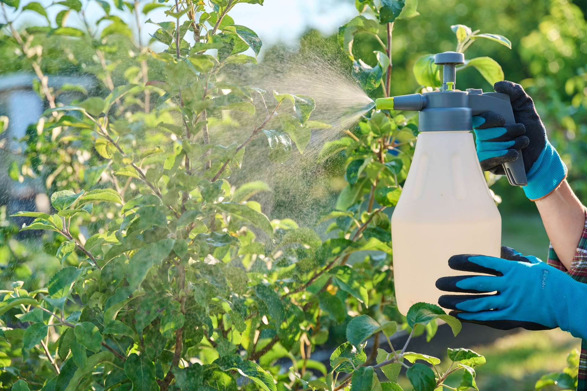 Gardener woman with sprayer caring spraying young apple tree in garden