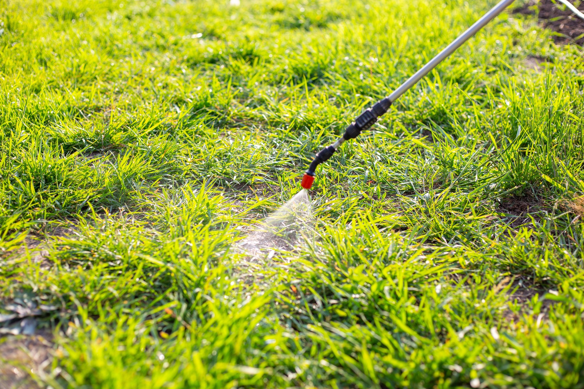 spraying the grass in a garden plot with a garden sprayer against weeds with a herbicide solution. Weed control